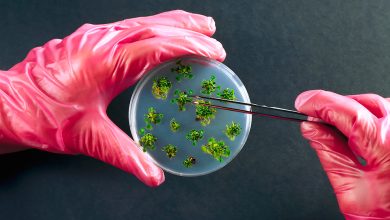 Photo of Биотехнологии: какие открытия нас ждут?